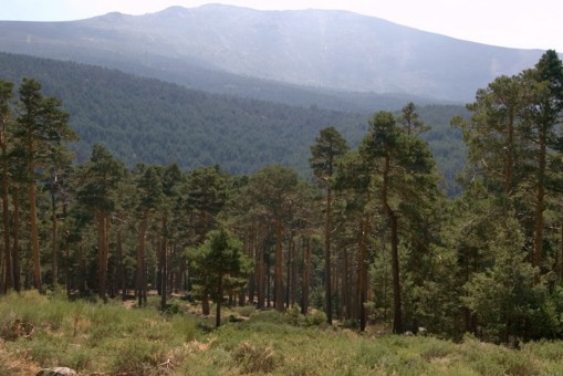 Pinar de Valsaín