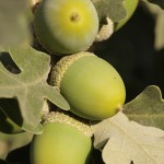 Frutos silvestres de Valsaín. Web: http://www.montesdevalsain.es/